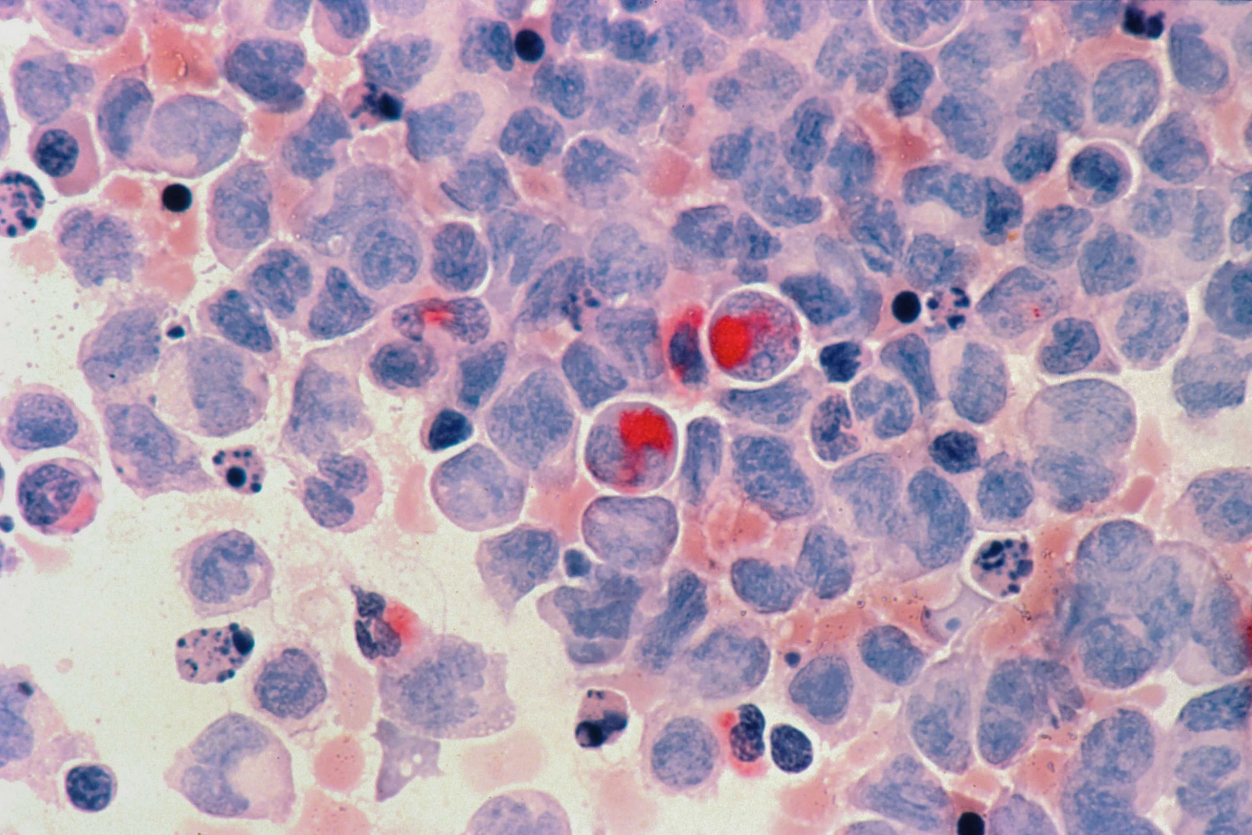 cells